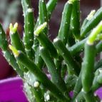 Collecion de rosmy743