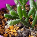 Collecion de rosmy743