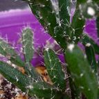 Collecion de rosmy743