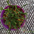 Collecion de rosmy743