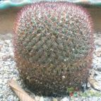 Collecion de rubenmm