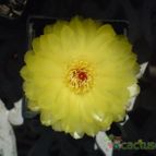 Collecion de rubenmm