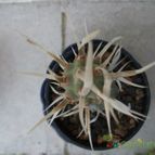 Collecion de rubenmm