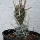 Collecion de rubenmm