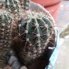 Collecion de saavedra