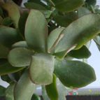 Crassula arborescens fma. undulatifolia