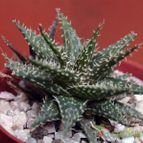 Aloe Pepe (Aloe Discoingsii x Aloe Haworthioides)