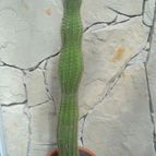 Collecion de sebastiandep