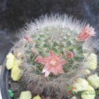 Collecion de sebastiandep