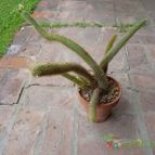 Collecion de segun2