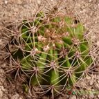 Collecion de segun2