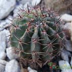 Collecion de sergiojcp