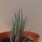 Collecion de sergiojcp