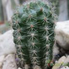 Collecion de sergiojcp