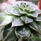 Collecion de sergiojcp