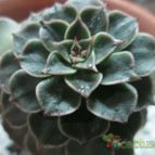 Collecion de sergiojcp