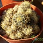 Collecion de sergiojcp