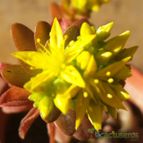 Collecion de sergiojcp