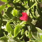 Collecion de sergiojcp