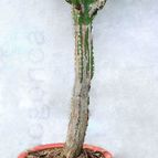 Collecion de silviogonca