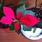 Collecion de spy_italiano
