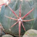 Collecion de spy_italiano