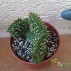 Collecion de stmoi