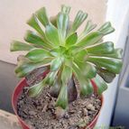 Collecion de susanaartaza