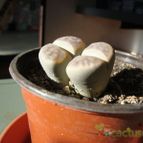 Collecion de tambo