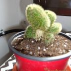 Collecion de tambo