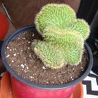 Collecion de tambo