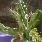 Collecion de tatibic