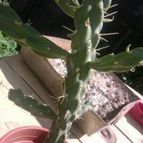 Collecion de tatibic