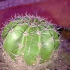 Collecion de tatibic