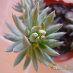 Collecion de tavera