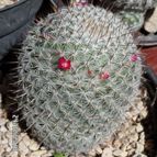 Collecion de teluci