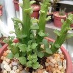 Euphorbia bisellenbeckii