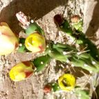 Opuntia aurantiaca