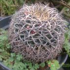 Collecion de toyo