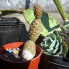Collecion de unapizcadeanis