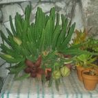 Collecion de valeria106631