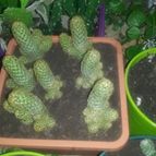 Collecion de valeria106631