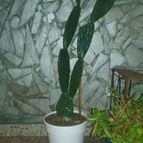 Collecion de valeria106631