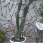 Collecion de valeria106631