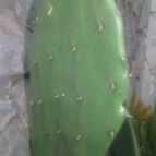 Collecion de valeria106631