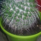 Collecion de valeria106631