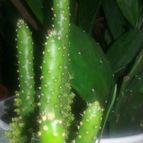 Collecion de valeria106631