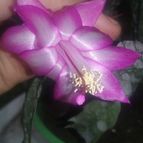 Collecion de valeria106631