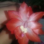 Collecion de valeria106631