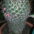Collecion de valeria106631